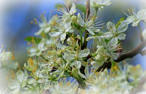 Close-up of the beautiful, blossoming cherry tree with the white, green and yellow flowers in spring