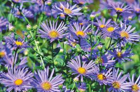 Aster Composites Meadow