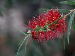 Close-up of the beautiful, blooming red flowers with green leaves