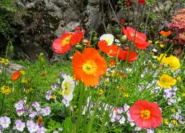 colorful Nature Plant Flowers