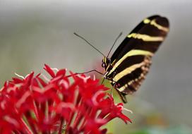 pillows Butterfly Tropical