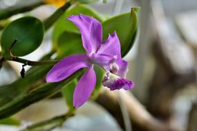 purple orchid on the window
