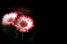 Two beautiful, pink, red and white gerberas at black background