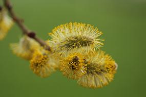 willow catkin on a branch