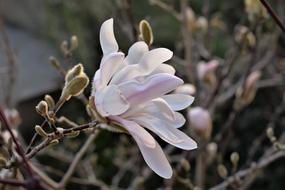 Magnolia Close Up