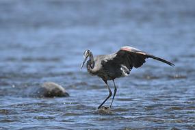 amazing Heron Water Bird