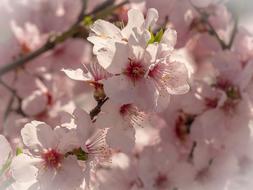 pink Cherry Blossom Flowering twig