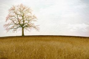 tree in the meadow in autumn on a cloudy day