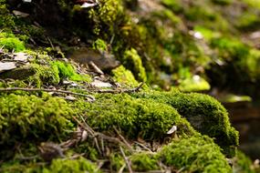 pillows Spring Forest Moss