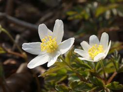 Wood Anemone Spring