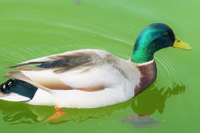 duck with green head on water close-up