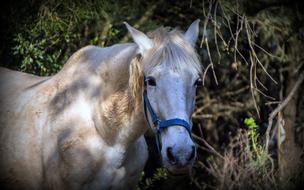 horse in the shade of trees