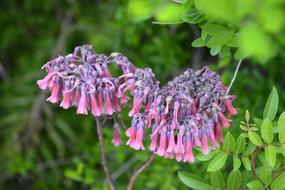 Kalanchoe serrata, Bryophyllum serratum, purple flowers