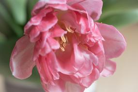 Close-up of the beautiful, pink and white tulip flower with green leaves