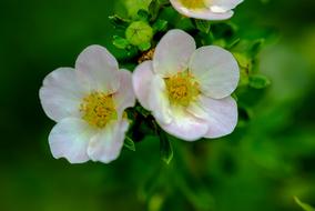 enchanting Flowers Macro