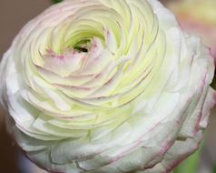 enchanting Flower White