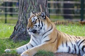 tiger lies near a tree in the zoo