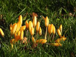 yellow crocuses in green grass in the morning