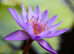 unusually beautiful Water Lily Flower