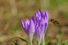 bumblebee flies to purple crocuses
