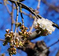 Cherry Tree Blossoms on twig