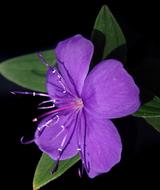 amazing Purple Bloom
