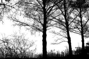 Monochrome picture of forest trees silhouette