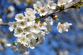 macro photo of unusually beautiful White Flowers