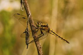 green dragonfly sits on a dry branch