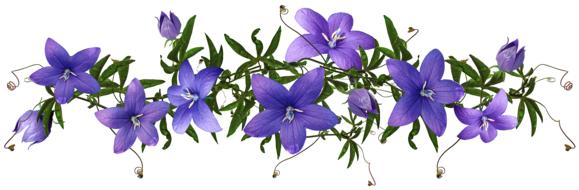 drawn blooming bluebells on a white background