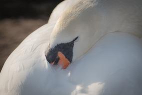 incredible Swan Bird Water