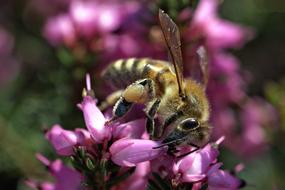 bee on purple flowers close up