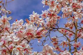 pink and white decorative magnolia