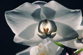 Close-up of the beautiful, white orchid flower in light, at black background