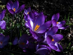 closeup view of Crocus Violet Blossoms