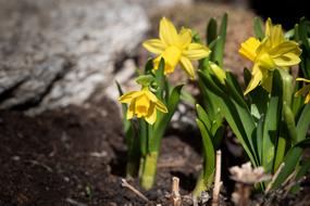 Small Daffodils in Garden at Spring