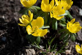 Winter Linge Flowers