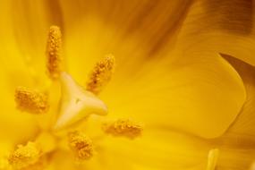 yellow tulip, pollen close-up