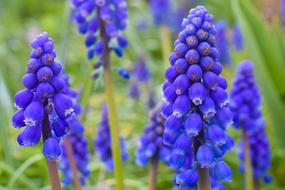 blue Muscari Flower