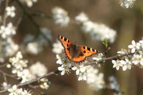 Spring Flowers and amazing Butterfly