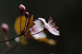 Pink Early Bloomer \