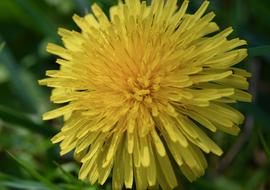 Close-up of the beautiful, blooming, yellow dandelion flower, among the green grass