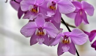 purple Orchid Flower Blossom