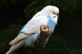 Beautiful blue and white bird on the branch