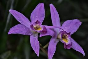 Beautiful, blooming, violet and yellow orchid flowers