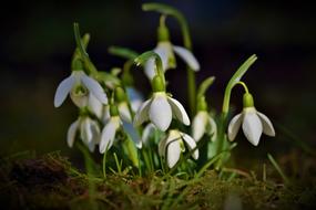 group of white blooming Snowdrops at darkness