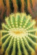 amazing Cactus Nature