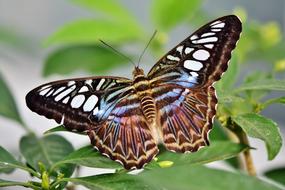 macro photo of a tropical butterfly on a green plant