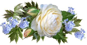 beautiful Flowers, White Rose and blue plumbago