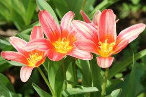 spring red tulips, close-up